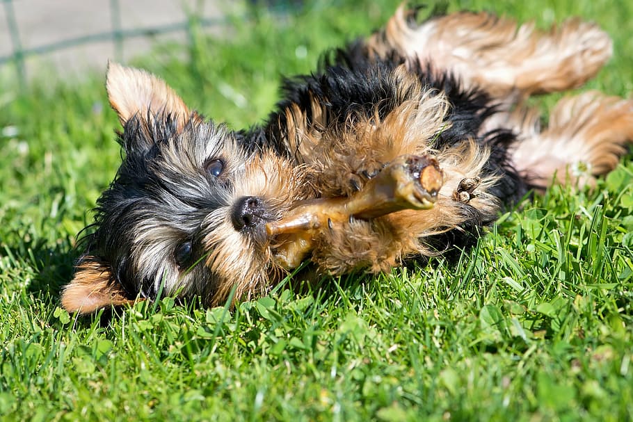 black, gold yorkshire terrier puppy, lying, grass field, dog, puppy, small dog, gnaw, animal, pet