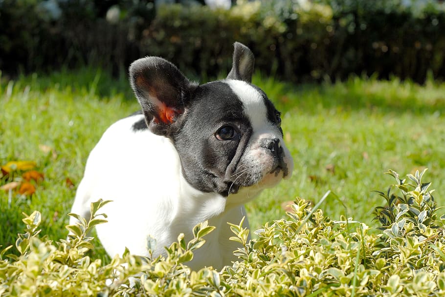 boston terrier, grass, puppy, dog, pet, canine, white, domestic, adorable, mammal
