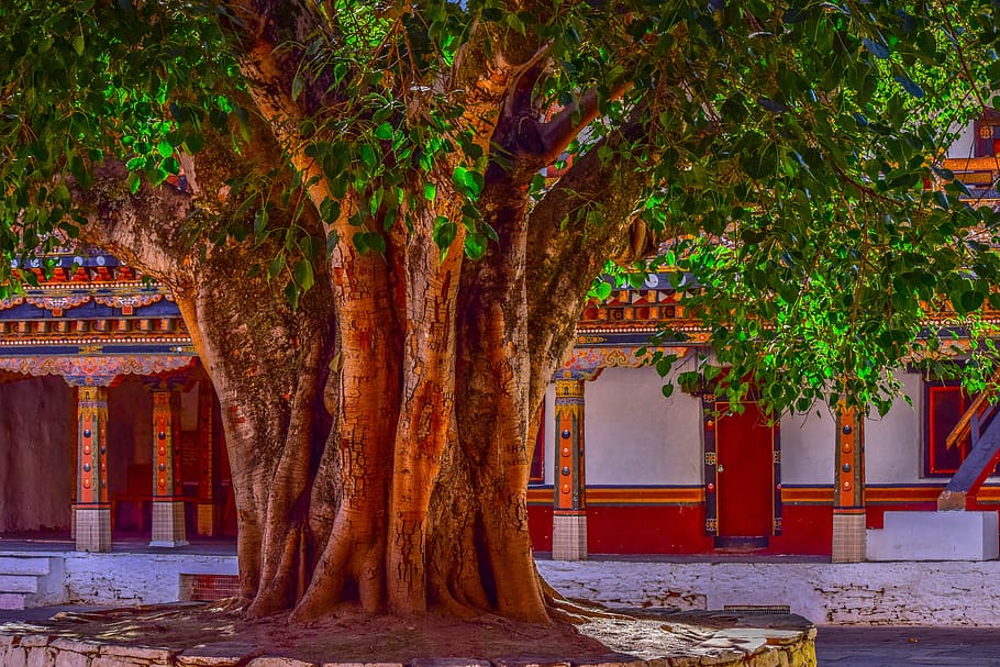 close-up photo, green, tree, banyan tree, bark, big tree, courtyard, banyan, nature, old
