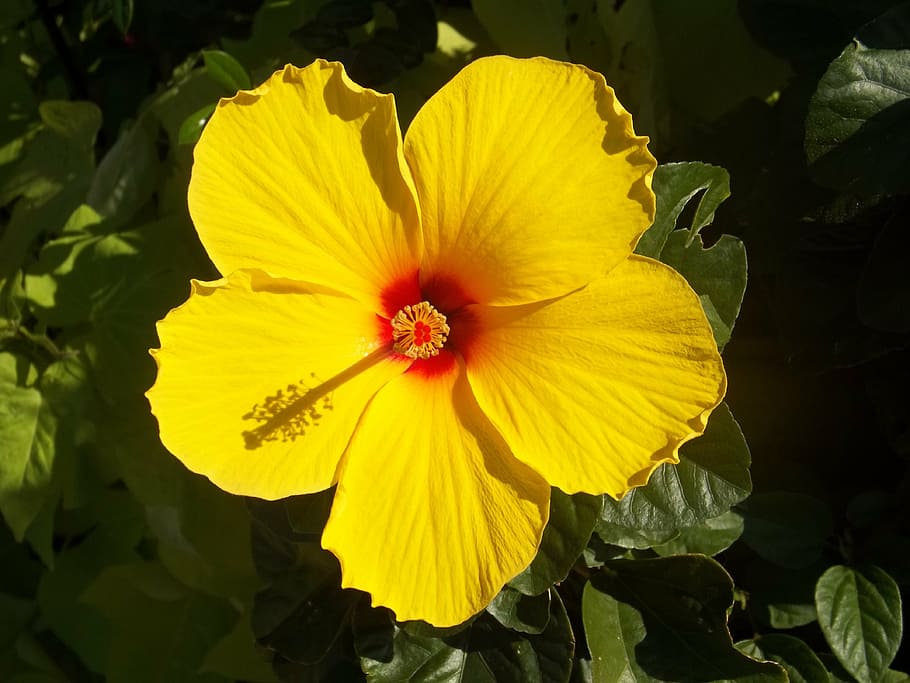 hibisco amarillo, hibisco, amarillo, flor, rosa sinensis, hawaiana, flora, floral, pétalos, pistilo