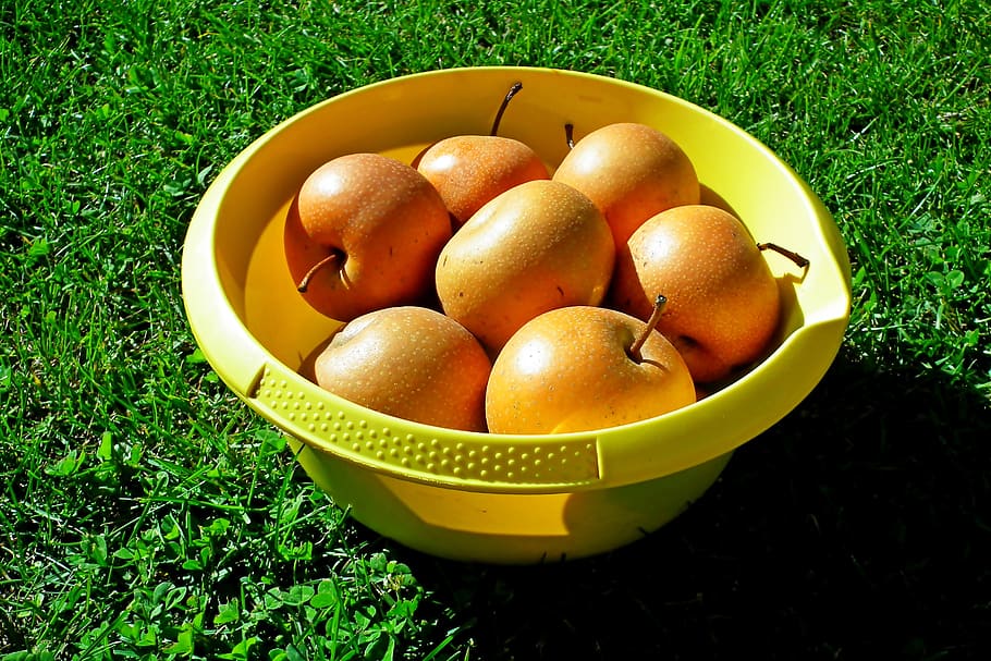 pears, asian, fruit, fresh, healthy, mature, food, garden, vitamins, delicious