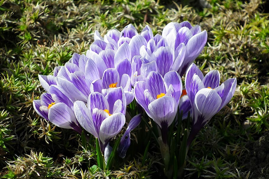 flower, crocus, colorful, spring, nature, plant, blooming, flowering plant, freshness, purple