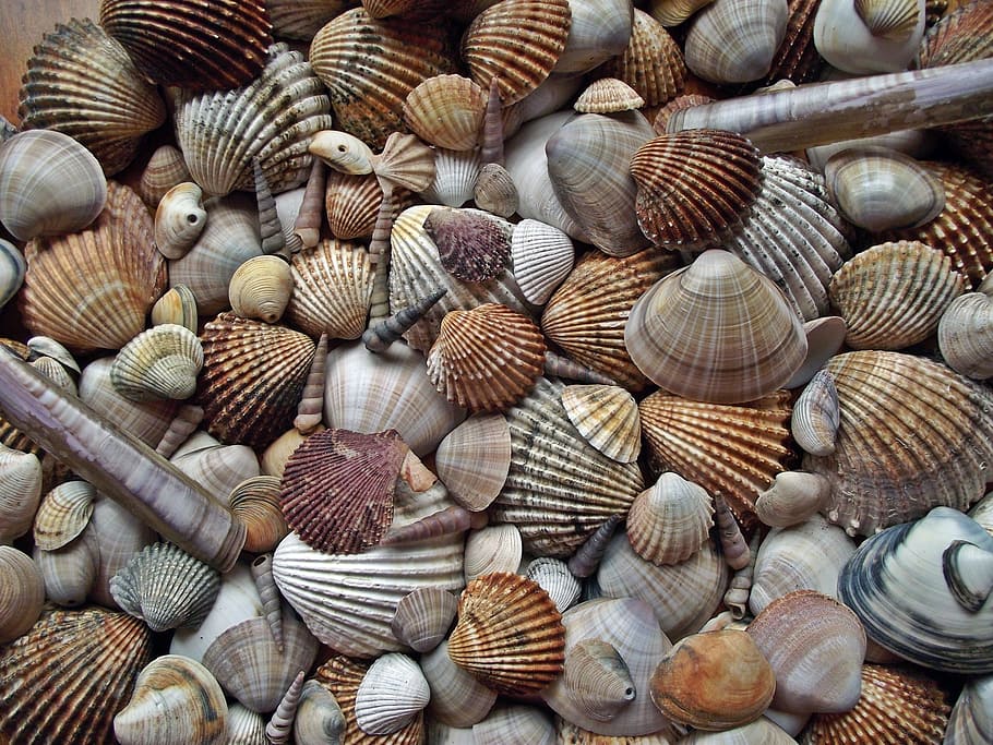 seashell, crustaceans, mussels, scallop, large group of objects, shell, backgrounds, full frame, abundance, pattern