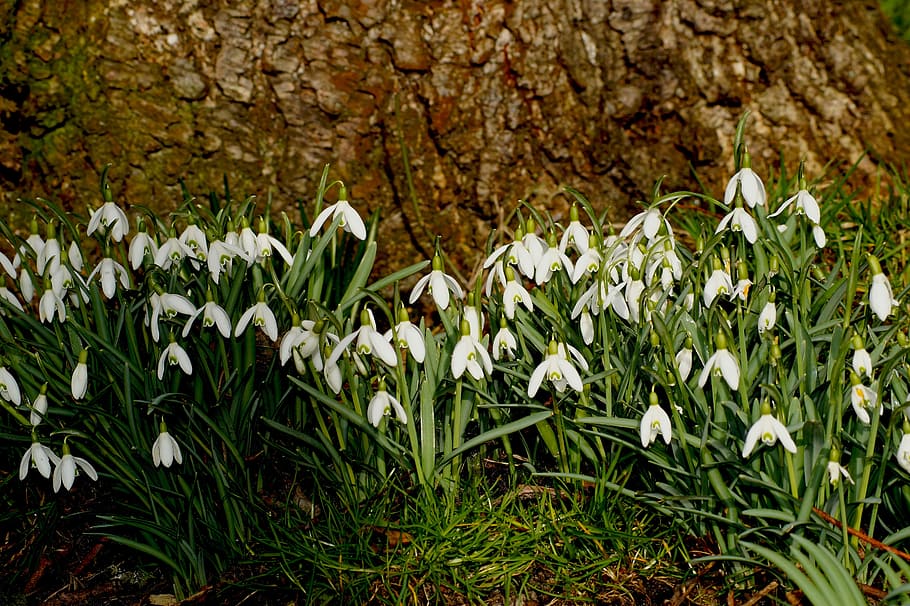 Snowdrop, Blossom, Bloom, Flower, Close, signs of spring, february, garden, nature, plant
