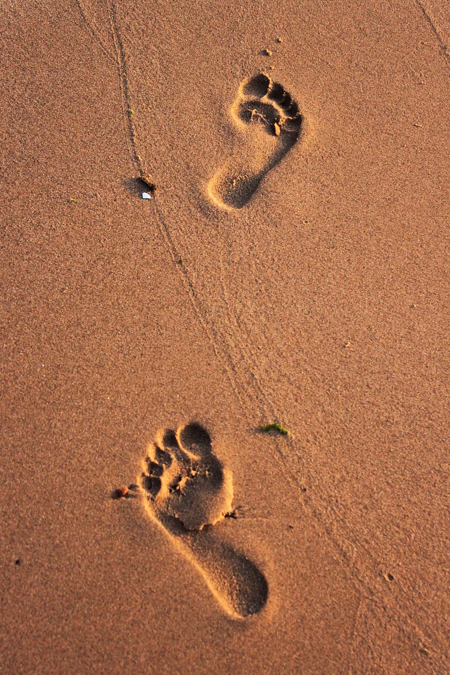 Beach, Iz, Footprint, Marine, environmental, sand, animal track, paw print, track - imprint, high angle view