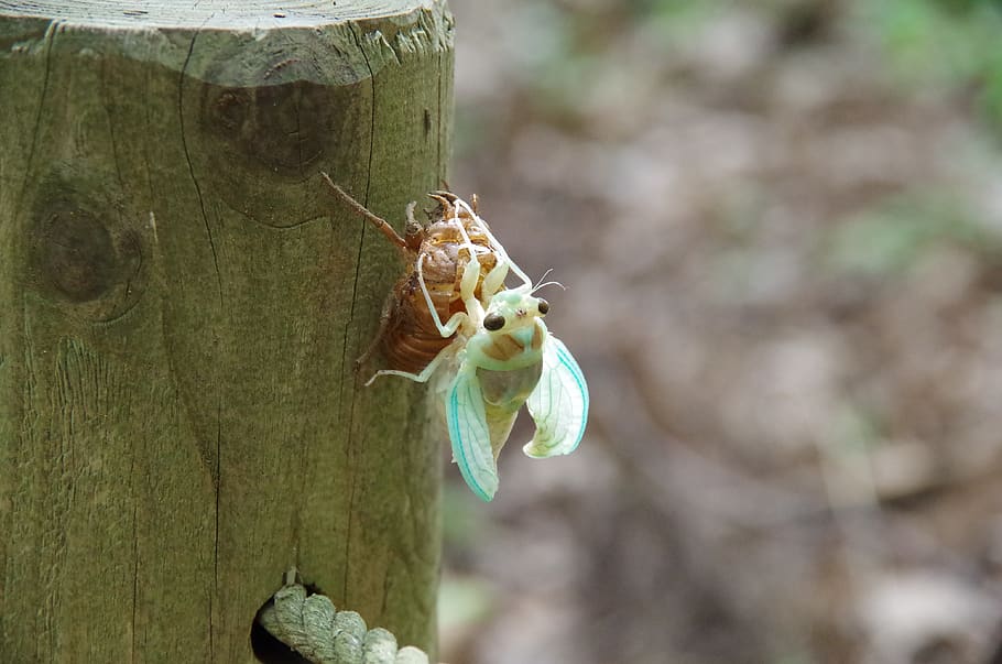 cicada, hatch, insect, bug, animals in the wild, focus on foreground, animal themes, invertebrate, animal wildlife, one animal