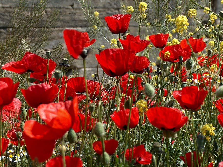 red, yellow, petaled flower field, flowers, poppies, rossi, poppy, field, meadows, bud