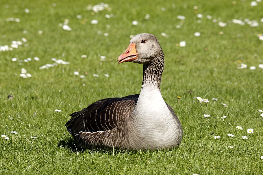 Goose, Geese, Beak, Orange, Color, feather, waterfowl, outdoors, canadian, grass