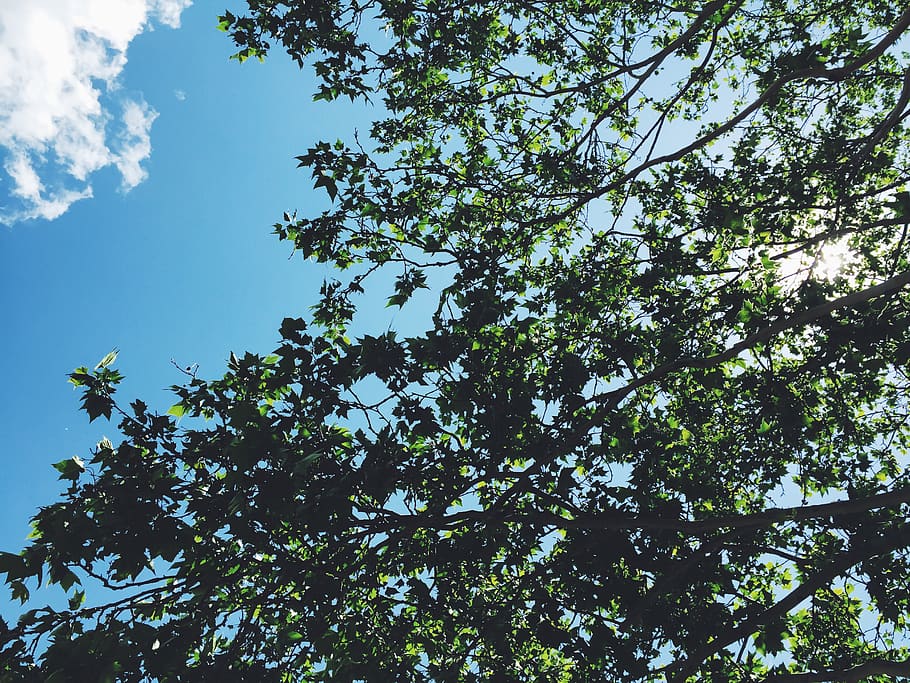 trees, branches, leaves, blue, sky, sunlight, sunny, summer, nature, tree
