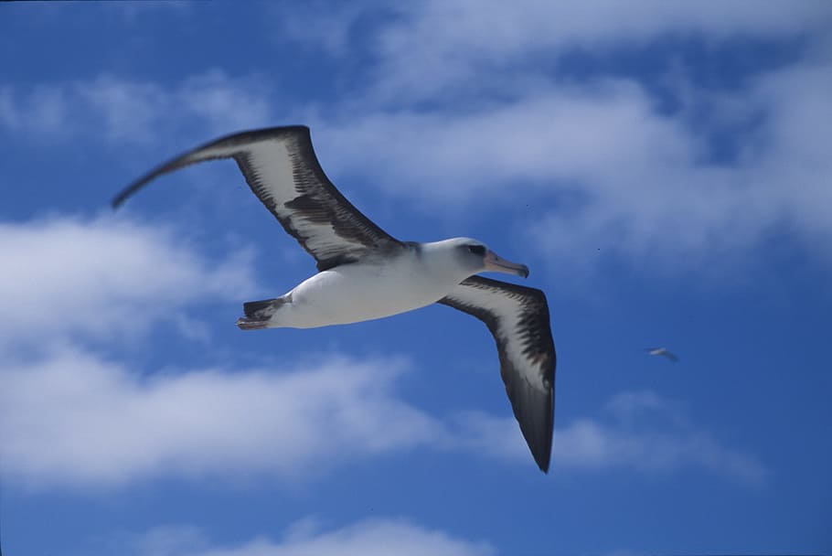 blanco, pájaro, volador, durante el día, albatros de Laysan, ave marina, vuelo, hawai, cielo, nubes