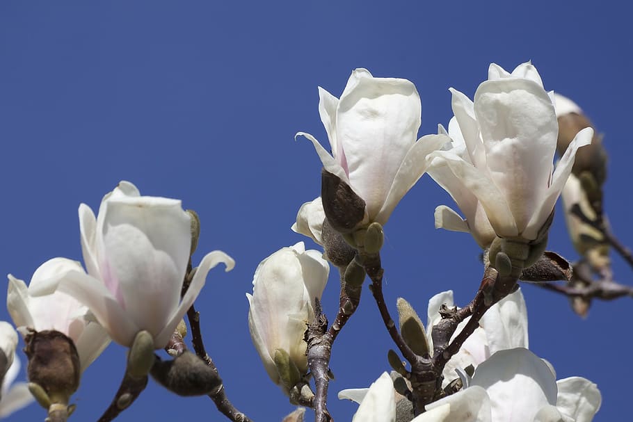 magnolia, flor, bloom, arbusto, primavera, planta, naturaleza, pierre  magnol, dorsal, blanco | Pxfuel