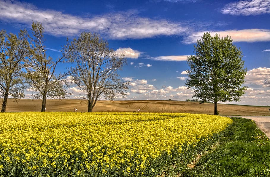 rapeseed, field, landscape, agriculture, clouds, summer, spring, sky, plant, environment