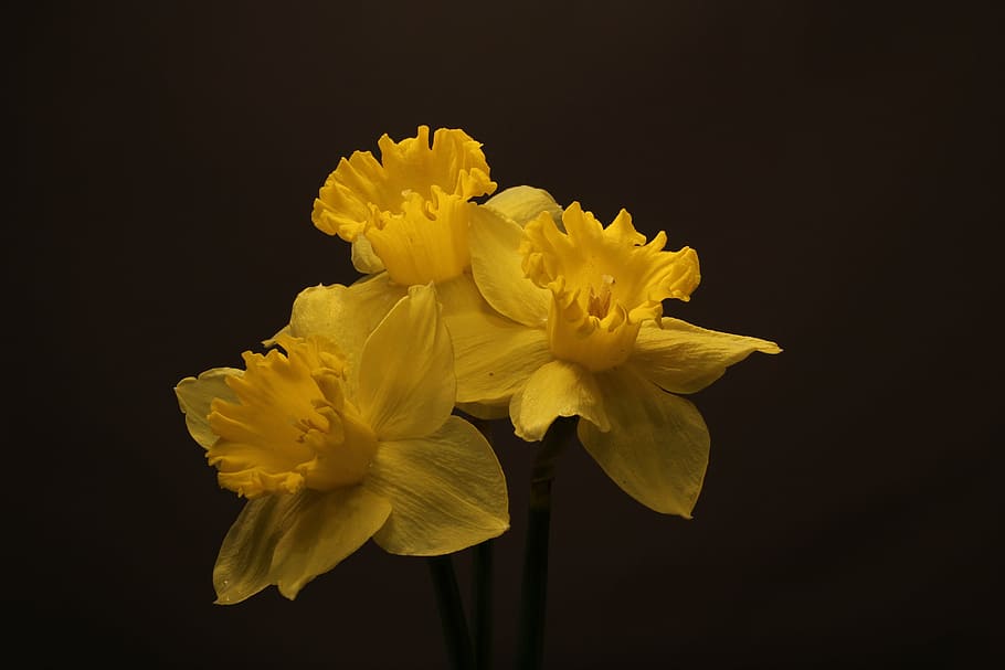 daffodils, flowers, blossoms, yellow, spring, narcissus, jonquils, three, bouquet, blooms