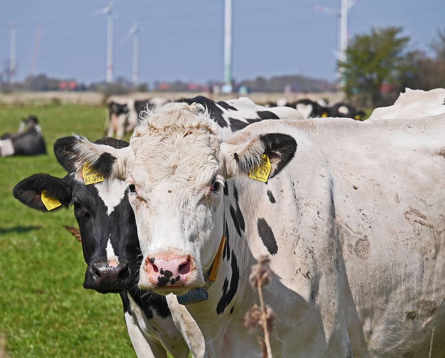 vacas, schwarzbunt, pastos, agricultura, ganadería, vaca lechera, ganadería lechera, ganado vacuno, rumiantes, ganado simmental