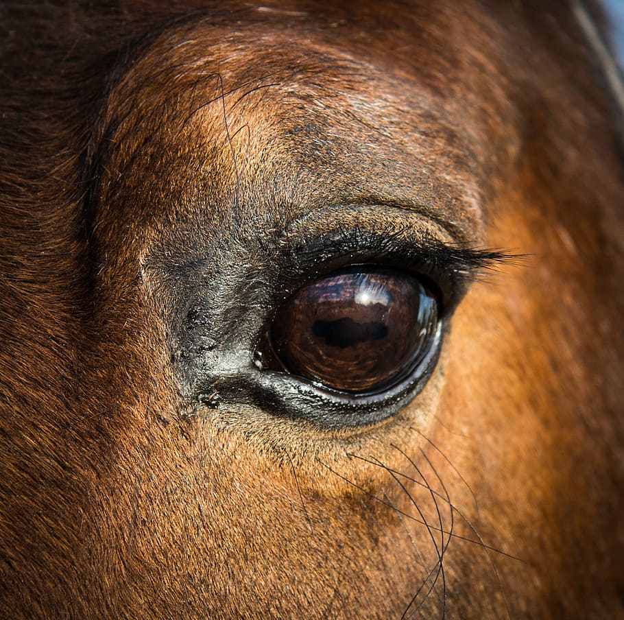 selective, focus photography, animal, eye, horse, equine, head, equestrian, pony, pet