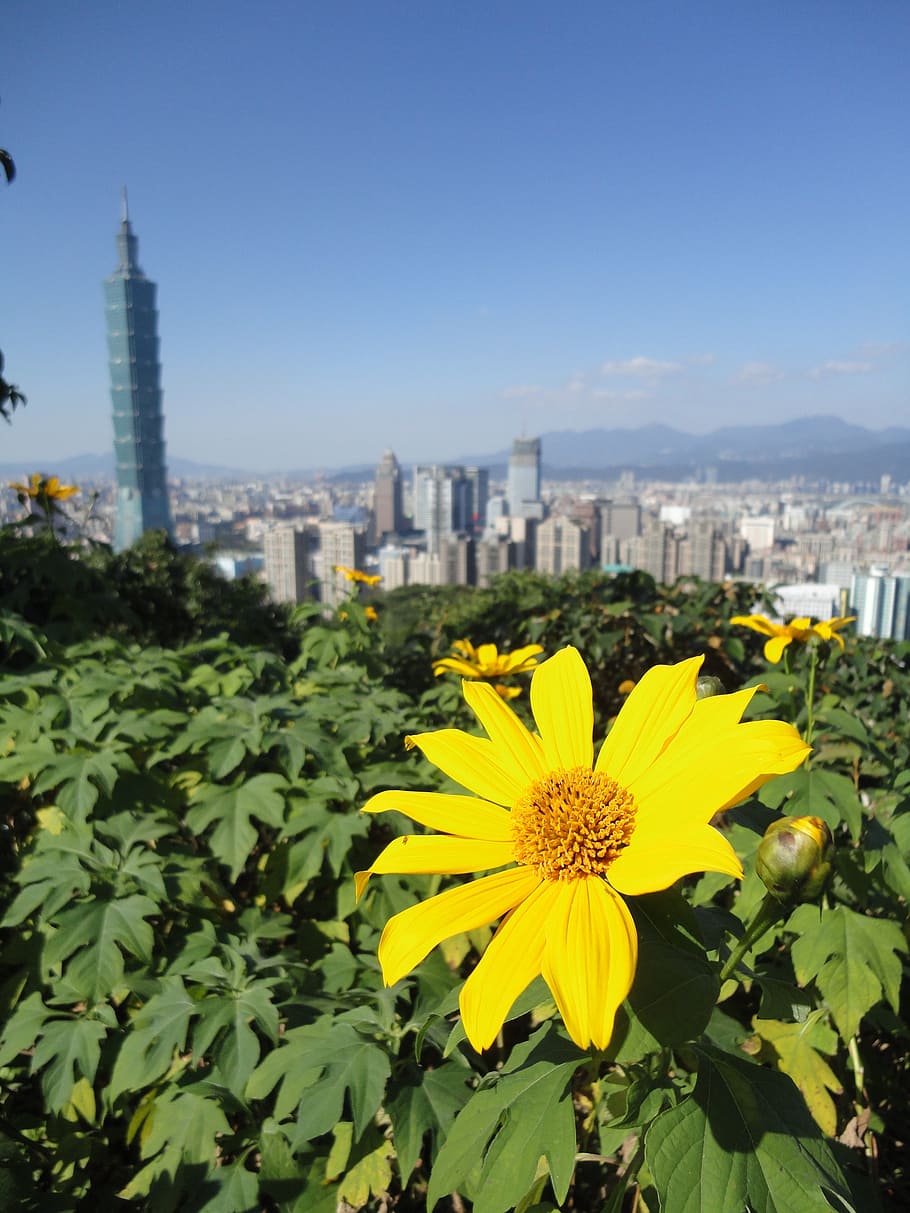 taipei, bloom, sunny, flower, flowering plant, built structure, freshness, architecture, plant, building exterior