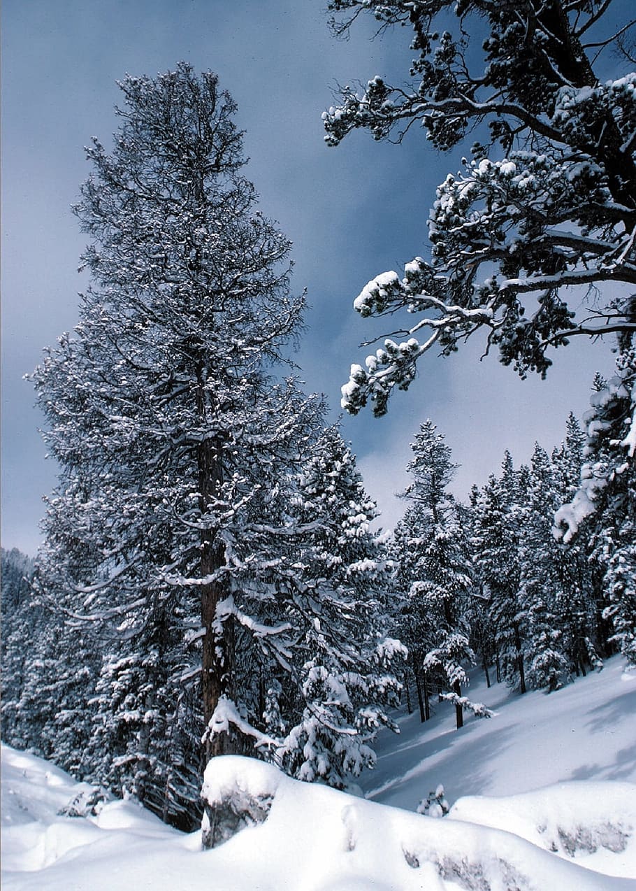 tall, pine trees, covered, snow, forest, winter, nature, trees, cold, white