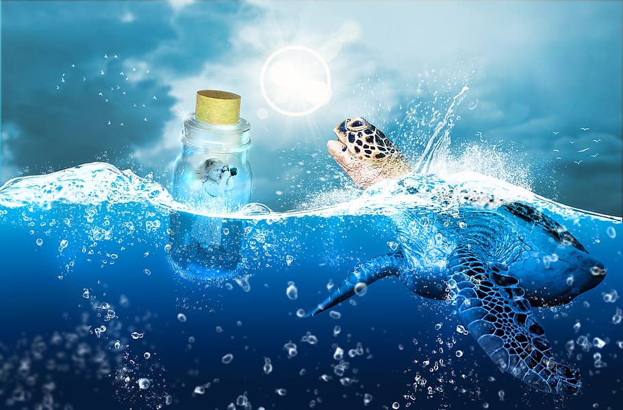 botol, mengambang, air, di samping, ilustrasi kura-kura, laut, alam, bawah air, samudra, luar