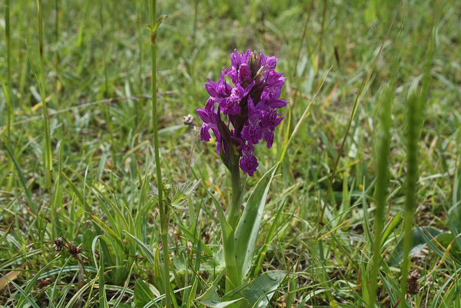 green-winged, purple, orchid, green-veined, anacamptis morio, flowering, plant, wild, meadow, grassy
