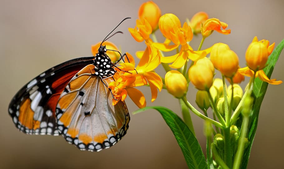 mariposa, flores, primavera, insecto, fauna animal, flor, temas animales,  invertebrados, planta floreciendo, animal | Pxfuel