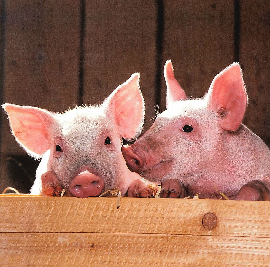 two pink piglets, pigs, pen, portrait, livestock, barn, agriculture, mammal, animal, cute