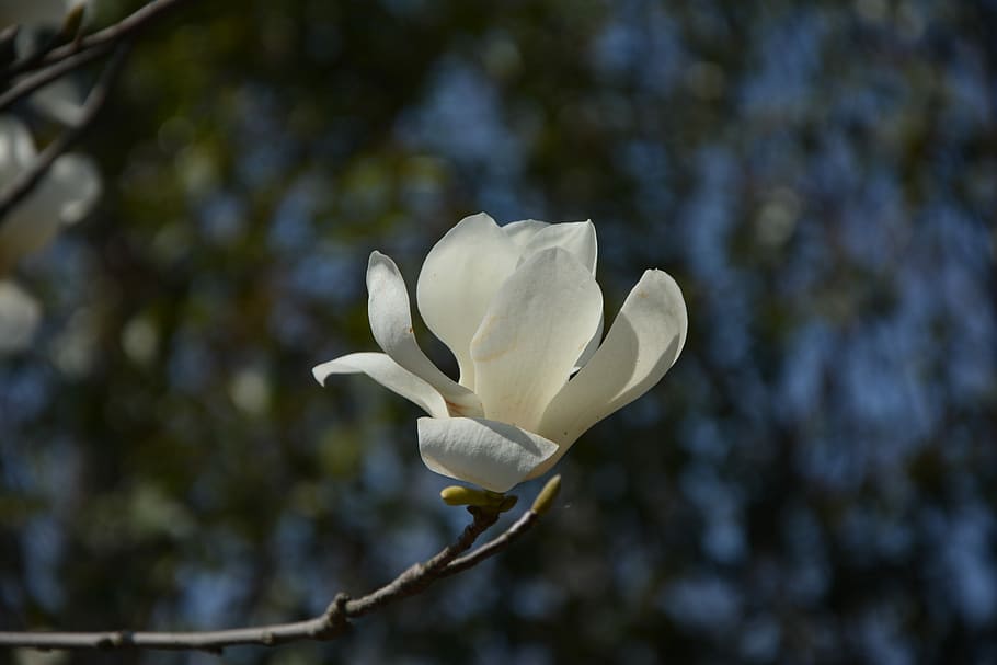 Magnólia, Flor, Branco, Flor de magnólia, flores brancas, natureza, pétala, crescimento, close-up, planta