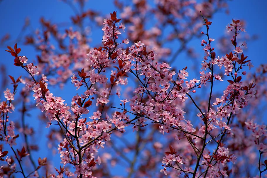 pink, sakura blossoms, blue, sky, apple tree, apple tree flowers, flowers, apple blossom, spring, nature