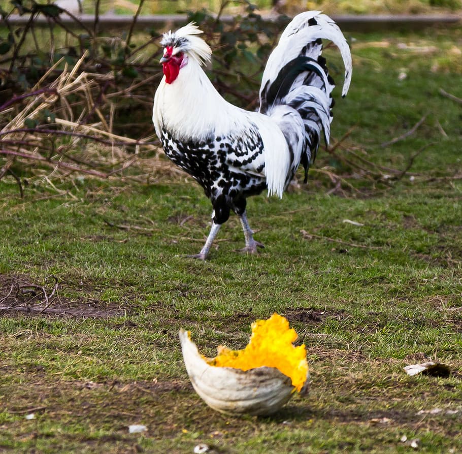 white, black, rooster, green, grass field, chicken, walking, near, trees, grass