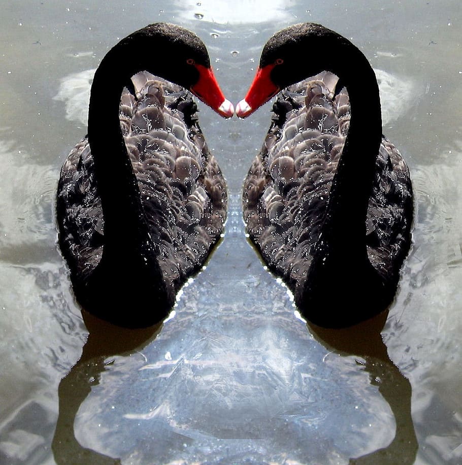 two, black, swans, body, water, swan, torque, waterfowl, nature, bird