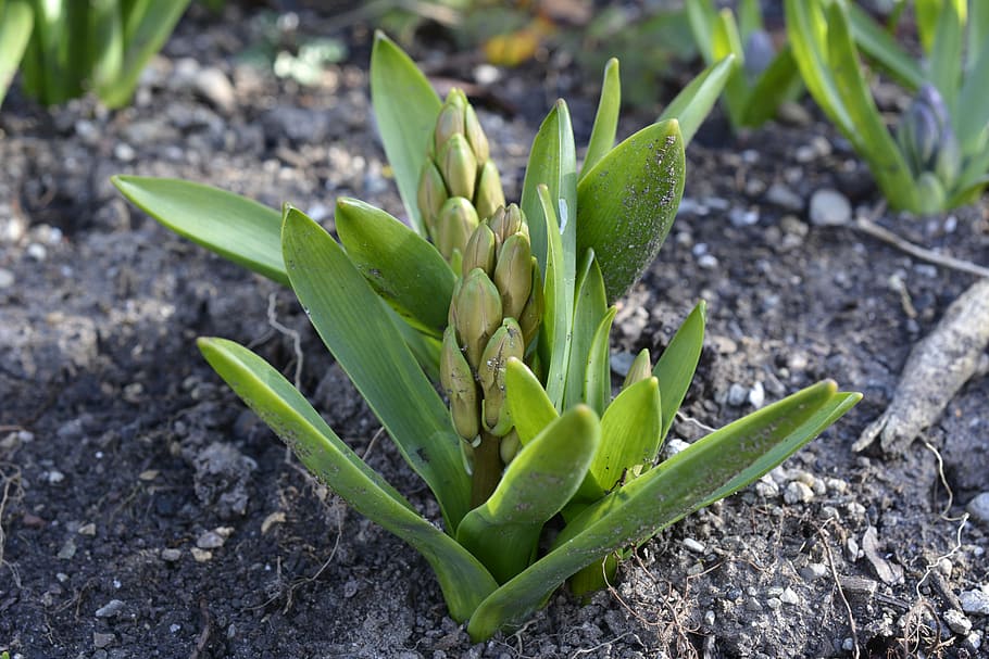 hyacinth, bud, spring, flower, plant, garden, asparagus plant, close, garden hyacinth, hyacinthus