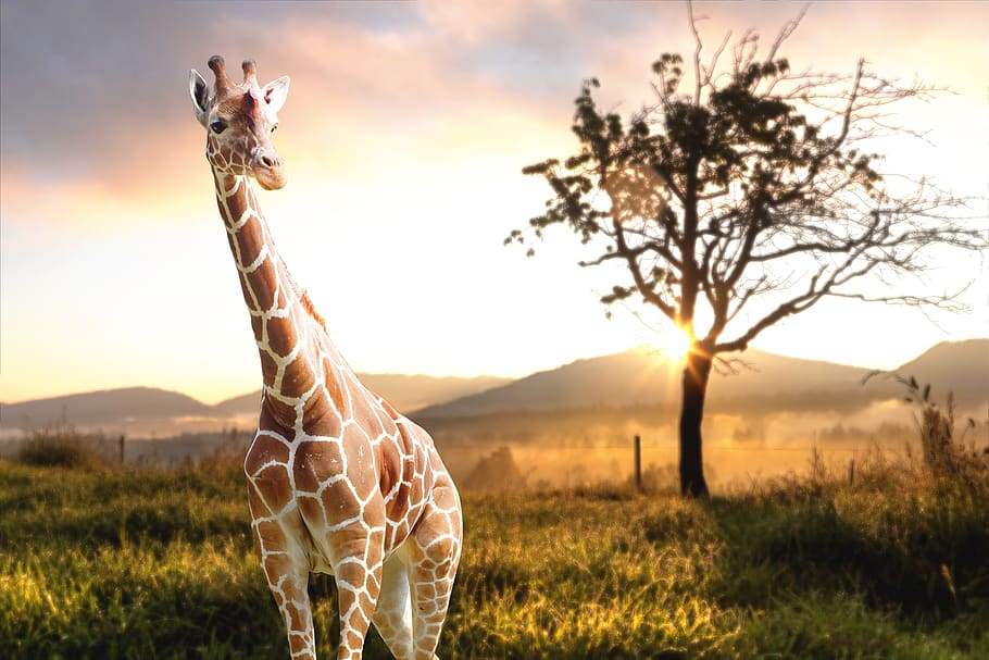 northern giraffe, giraffe, wildlife, animal, nature, neck, wilderness, herbivore, safari, photography