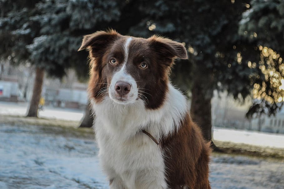 cachorro, foto, inverno, fotografia, marrom, chocolate, um animal, canino, cão, doméstico