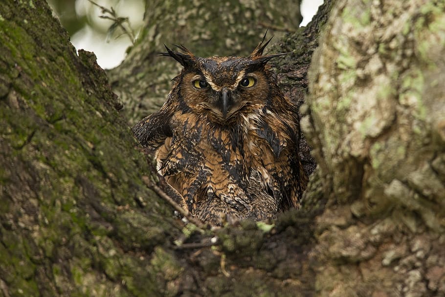 brown, black, owl, great horned owl, tree, predator, wildlife, perched, raptor, nocturnal