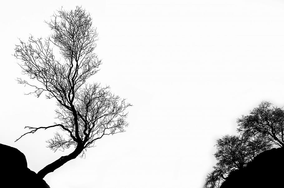 シルエット写真, 木, 冬, 枝, 分離, 概要, 白, 季節, 落葉性, 曲線