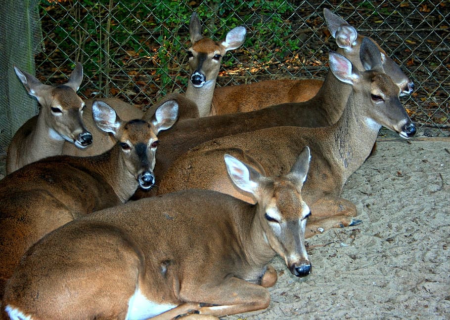 deer, whitetail, resting, tame, herd, wildlife, mammal, outdoors, hoofed, doe