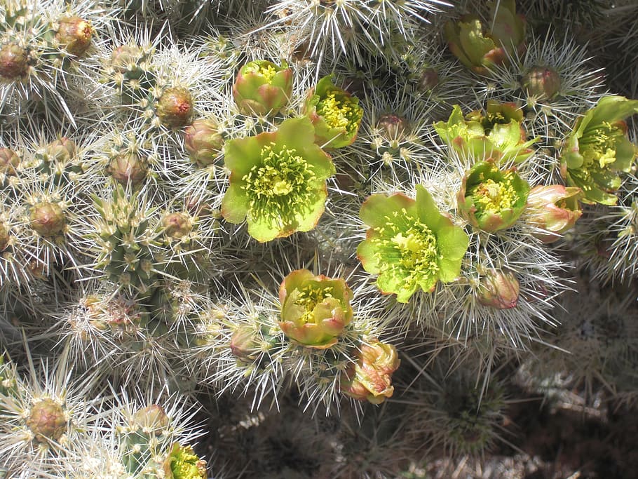 cactus, joshua tree national park, rocks, california, desert, landscape, nature, arid, cacti, dry