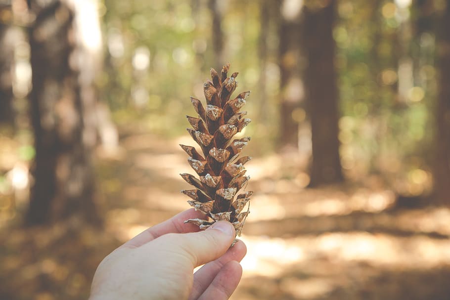 pine cone, nature, forest, woods, outdoors, hand, human hand, one person, human body part, holding