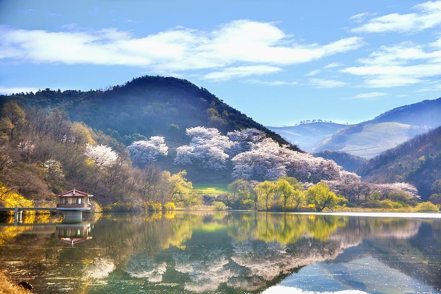 写真, 山, 木, 川, 昼間, 韓国, 風景, 自然, 春, 湖