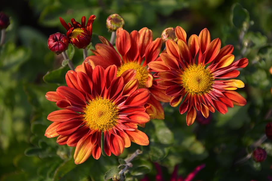 orange, red, multi-petaled flowers, focus photography, flower, chichewa live, vivid color, flowers, plant, macro