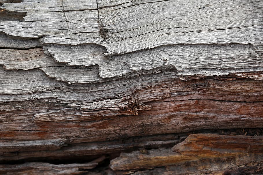 茶色, 灰色, 木の幹, 灰色の木, 樹皮, 木, 木-素材, 自然, 背景, パターン