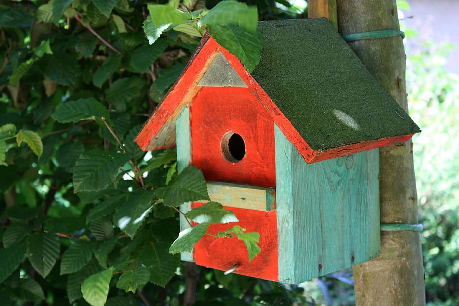 nesting box, aviary, spring, bird, nest, house, breed, egg, shelter, tree