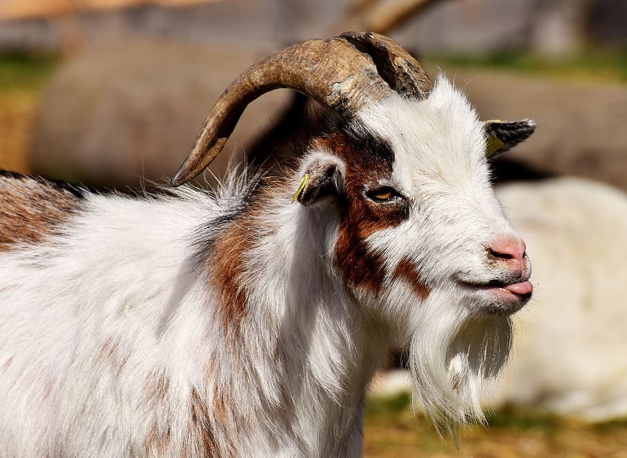 selective, focus photo, white, brown, ram, billy goat, goats, animal, farm, good aiderbichl