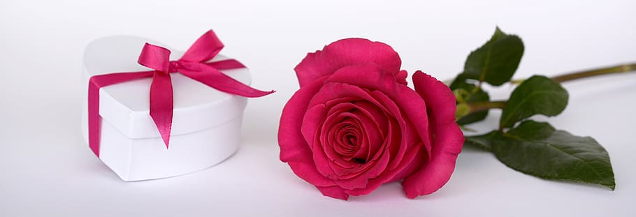 bentuk hati, putih, kotak hadiah, pink, mawar, jantung, hadiah, putaran, kejutan, memberi