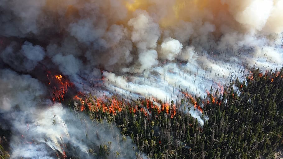 foto selang waktu, kebakaran hutan, hutan, api, kobaran api, asap, pohon, panas, pembakaran, bahaya