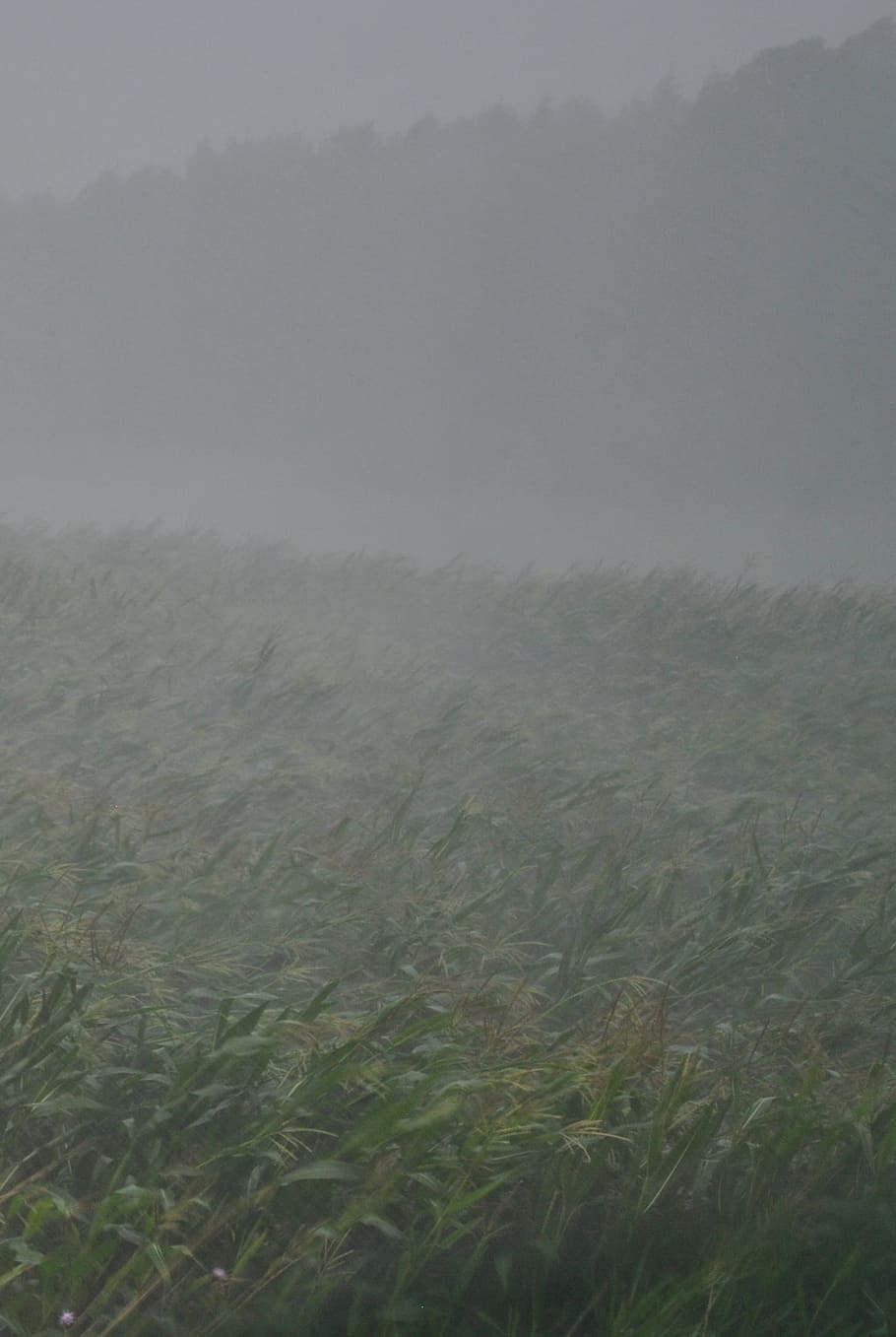 thunderstorm, downpour, rain, forward, storm, thunderstorm rain, falling rain, cornfield, corn, fog