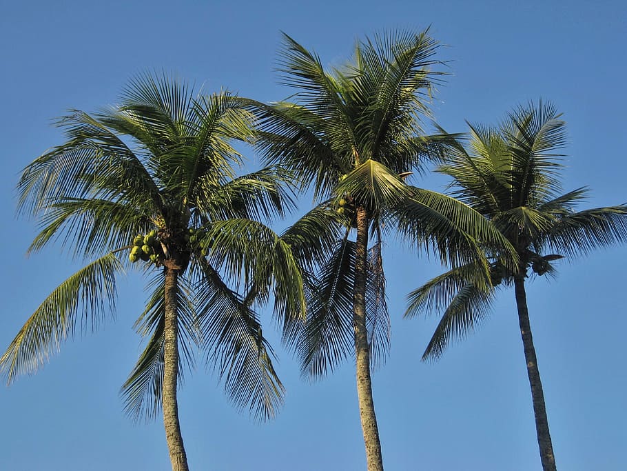 tiga, hijau, pohon kelapa, telapak tangan kerajaan, daun, biru, langit biru, karibia, jamaica, rio