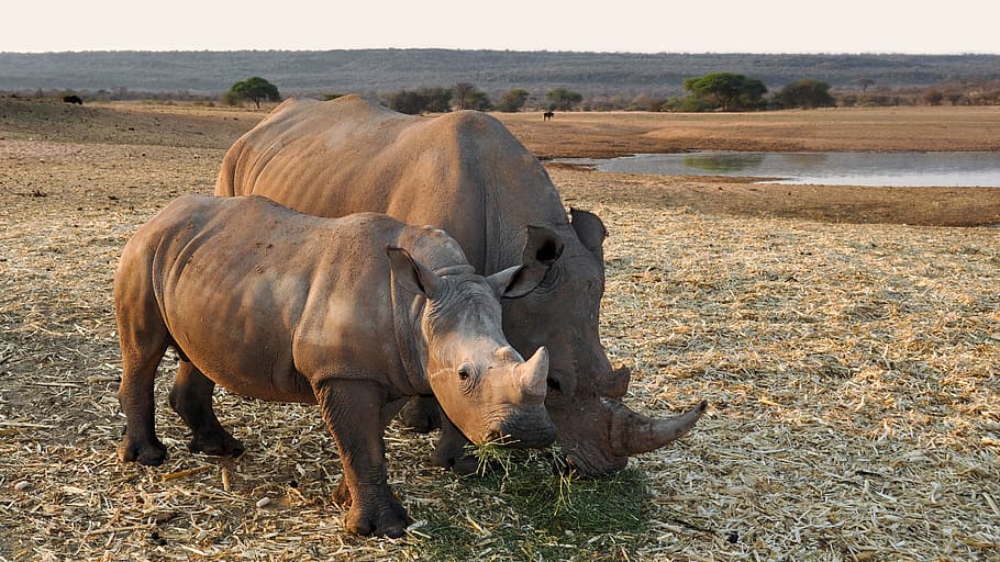 two black rhinos, black Rhinos, rhino, africa, namibia, nature, dry, national park, animal, pachyderm