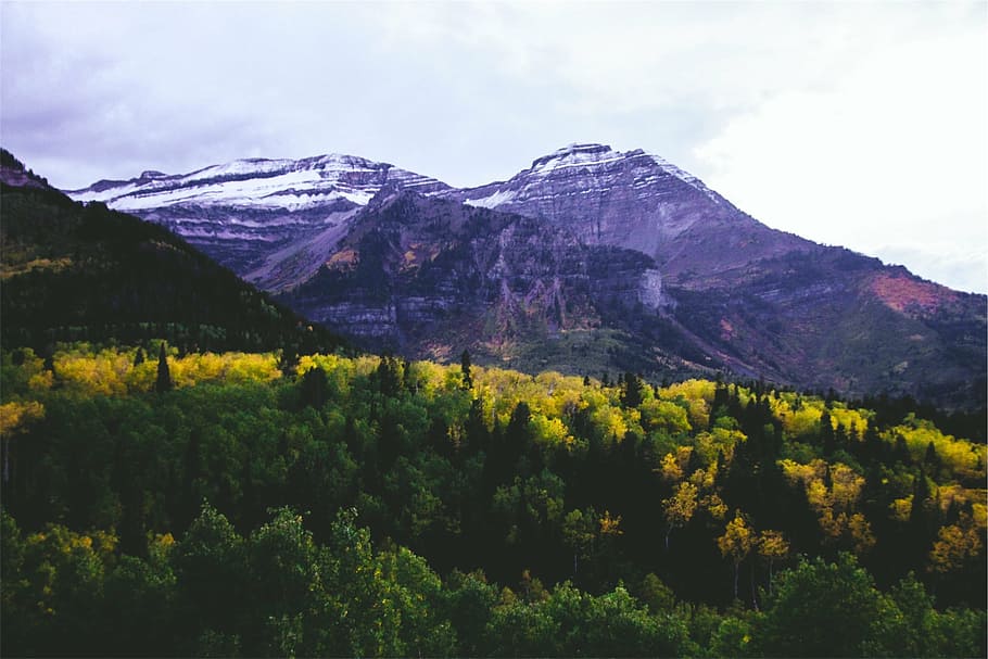 montanhas cobertas de neve, verde, árvores, montanha, próximo, paisagem, montanhas, colinas, vales, natureza
