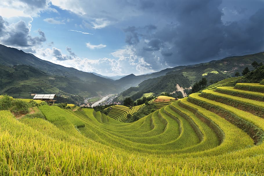 rice terraces, gray, white, sky, vietnam, rice, rice field, kathy, terraces, hoang suphi