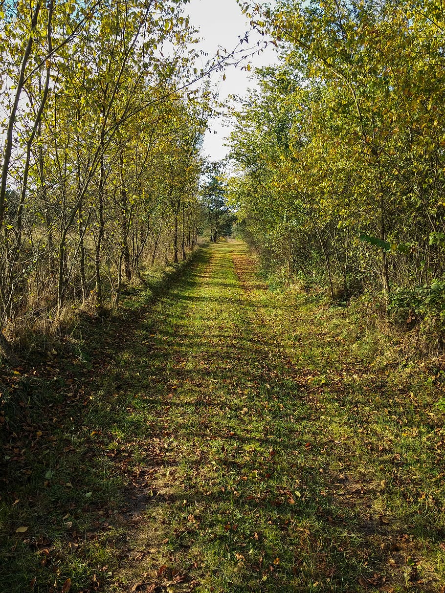 Camino, bosque, naturaleza, espaciador, el camino, otoño, árbol, hierba, Polonia, el camino en el bosque